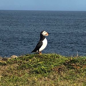 Meet your Posher, Roger